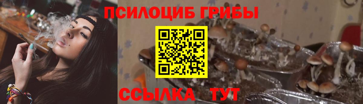 Псилоцибиновые грибы Psilocybe  Галлюциногенные грибы MAGIC MUSHROOMS  Вход с VPN  Калуга 